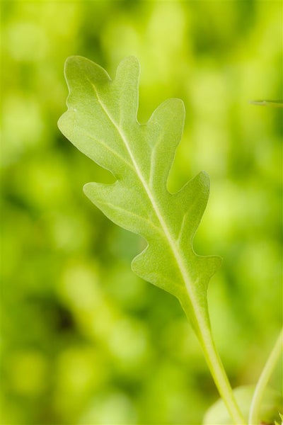 Einzelnes Rucolablatt