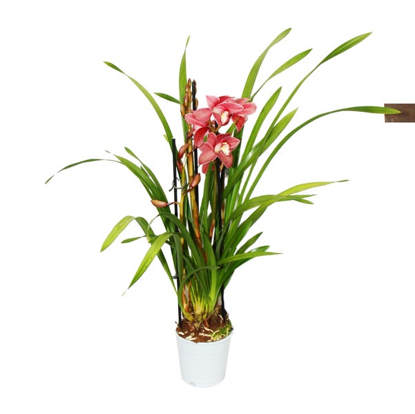 Cymbidium Orchidee - Kahnorchidee - Die Orchidee für kühle Räume rot