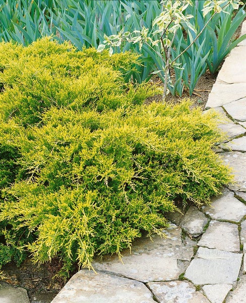 Gelber Teppichwacholder im Garten