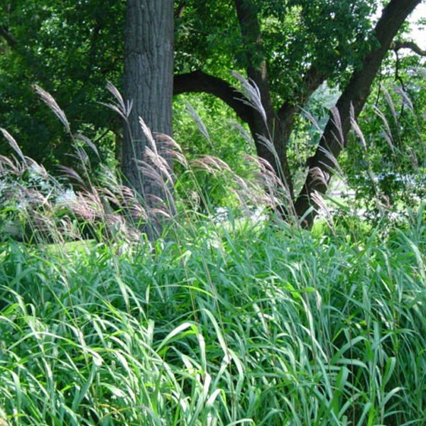Szene mit Ziergras im Gartenbereich