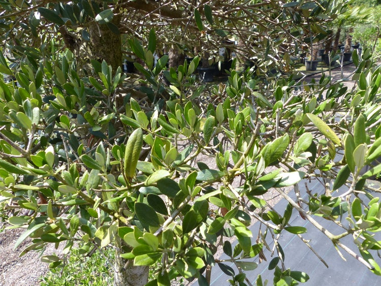 Nahaufnahme eines Olivenbaums Olea europaea mit grünen Blättern und verzweigten Ästen im Außenbereich.