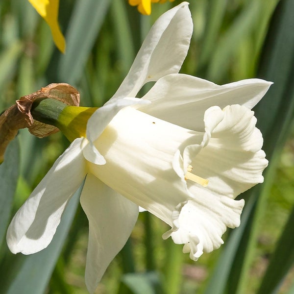 Nahaufnahme einer weißen Narzisse mit grünen Blättern im Garten