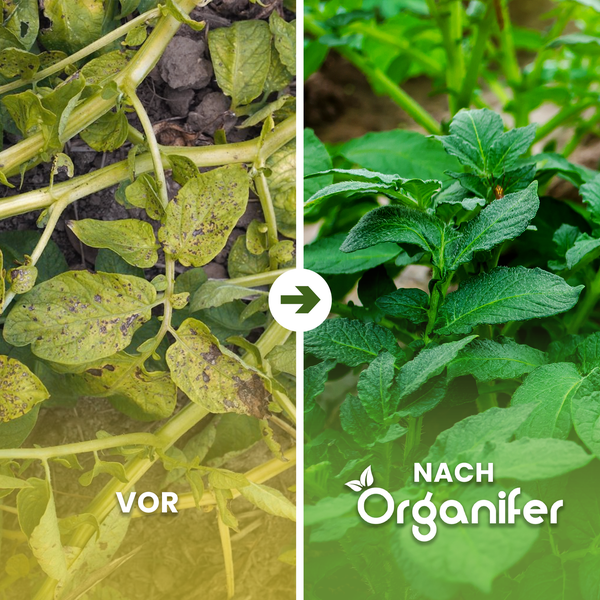 Vorher-Nachher-Vergleich einer Pflanze nach der Behandlung mit einem Pflanzenstärkungsmittel