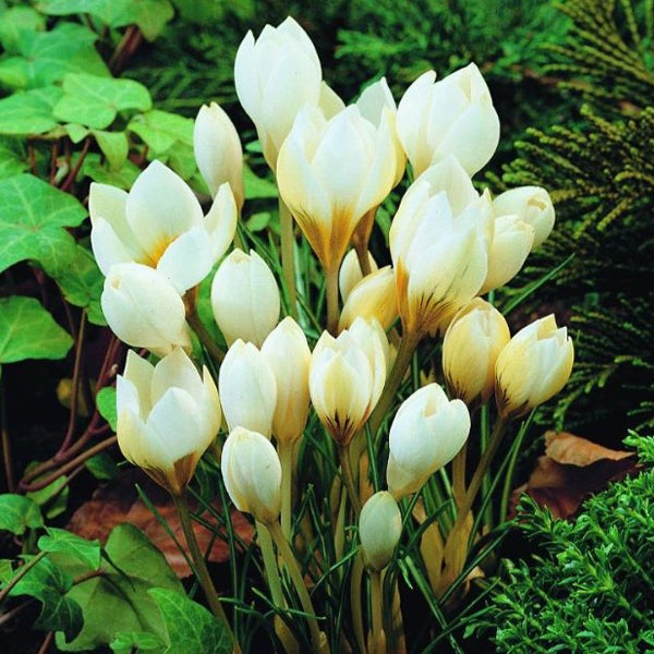 Nahaufnahme von Elfenkrokus Pflanzen