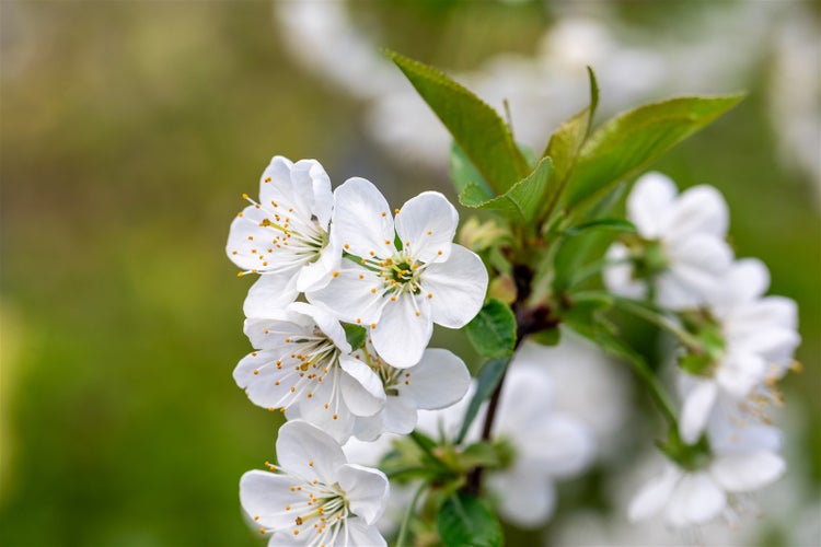 Nahaufnahme einer blühenden Kirschblüte mit weißen Blütenblättern und gelben Staubgefäßen an einem Zweig im Frühling.