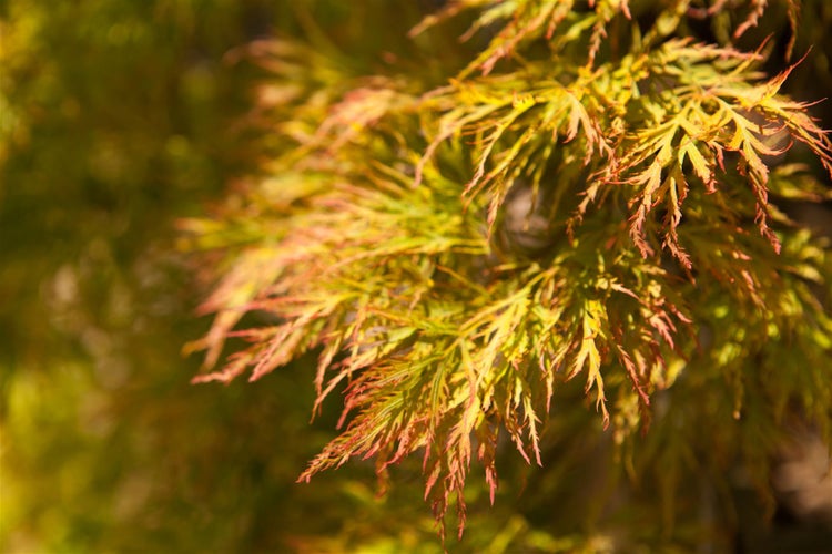 Acer palmatum 'Dissectum', Japanischer Ahorn, filigran, 30–40 cm
