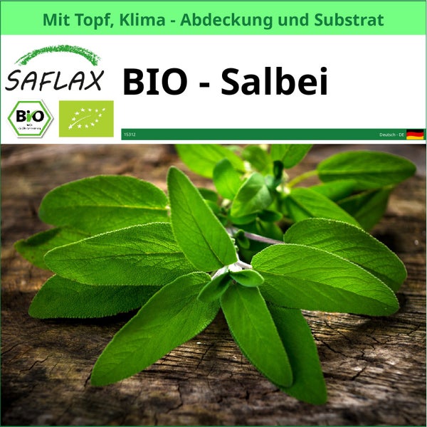 Saflax Bio Salbei im Topf mit Klima Abdeckung und Substrat