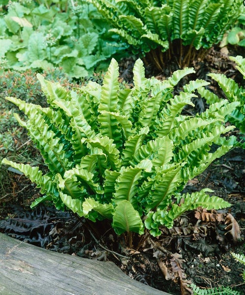 Phyllitis scolopendrium, Hirschzungenfarn, ca. 9x9 cm Topf