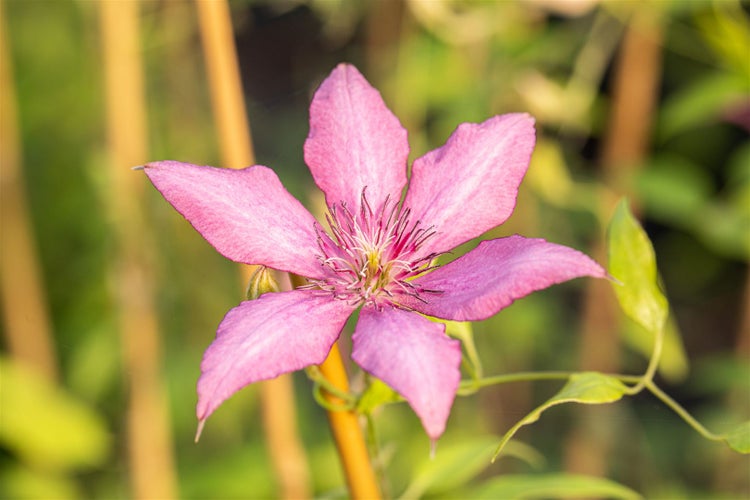 Clematis Hybride 'Giselle', Waldrebe, rosa-lila, 60–100 cm