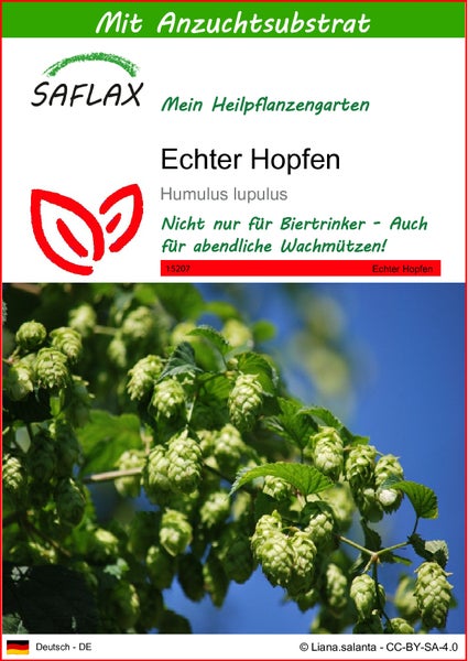 SAFLAX  - Echter Hopfen - Humulus lupulus - 50 Samen - Mit keimfreiem Anzuchtsubstrat