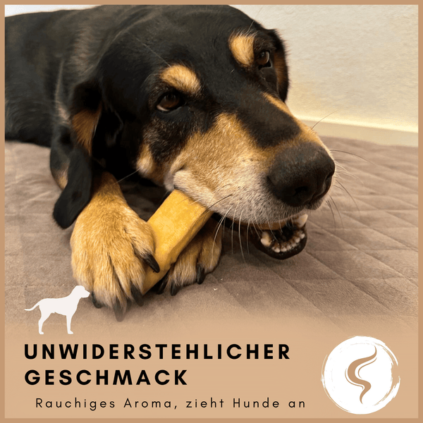 Hund kaut auf einem Kauartikel mit rauchigem Aroma auf einer Decke.