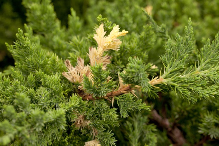 Juniperus conferta 'Golden Wings', Japanischer Kriechwacholder, 20–25 cm