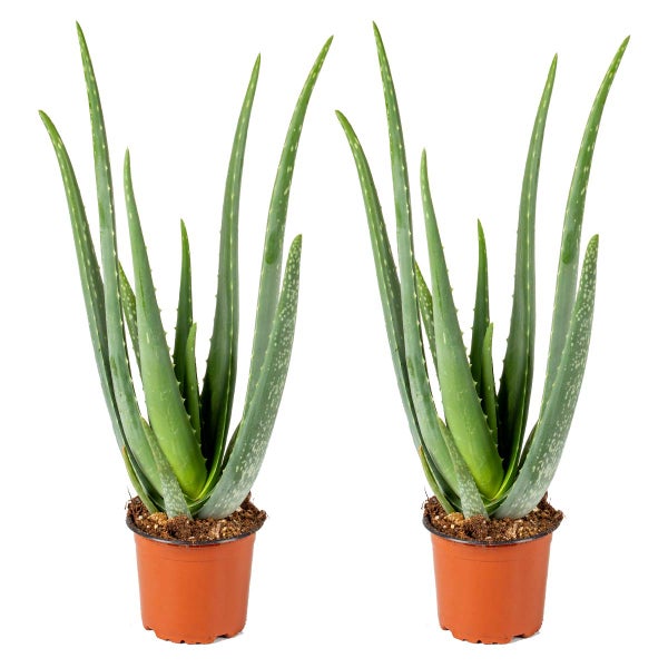 2x Aloe Vera Barbadensis - Sukkulente - Zimmerpflanze - Pflegefreundlich - ⌀12 cm - ↕35-40 cm