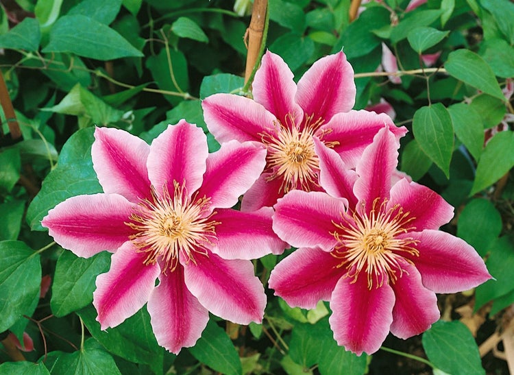 Clematis 'Souv. du Capitaine Thuilleaux', rosa-weiß, 60–100 cm