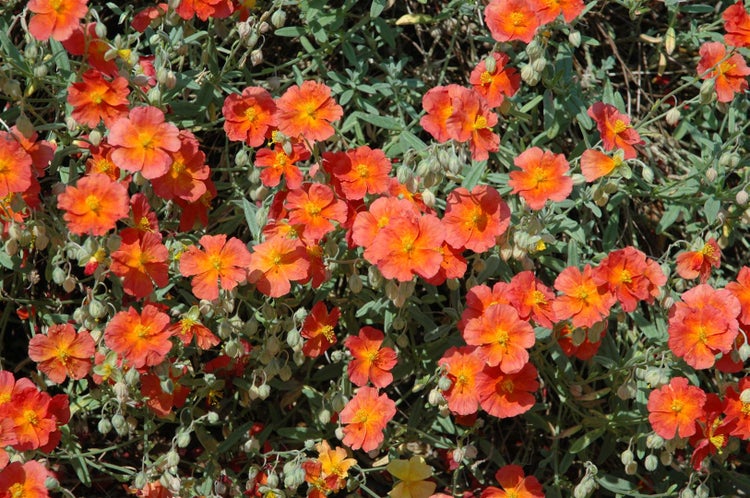 Helianthemum x cult. 'Fire Dragon', Sonnenröschen, leuchtend rot, ca. 9x9 cm Topf