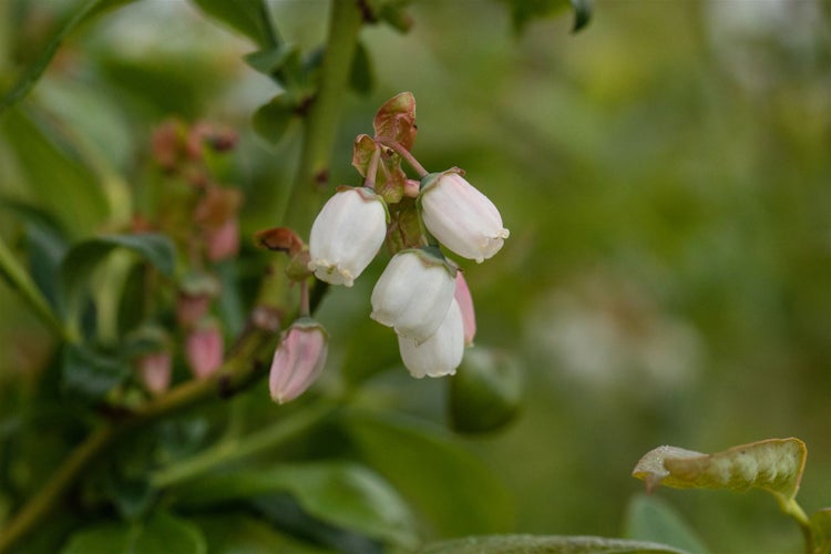 Nahaufnahme einer blühenden Heidelbeere mit glockenförmigen weißen Blüten an einem grünen Strauch im Garten.