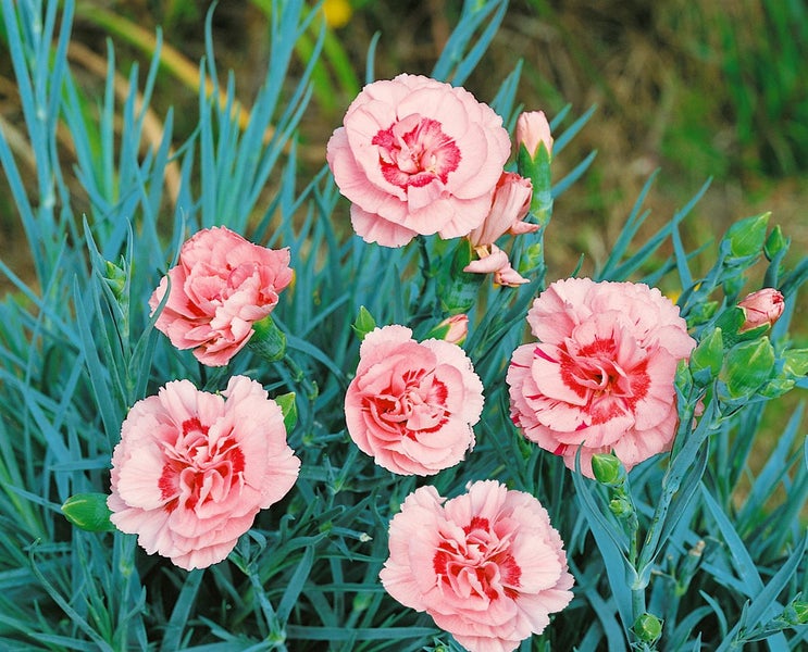Dianthus plumarius 'Doris', Pfingstnelke, rosa, ca. 9x9 cm Topf