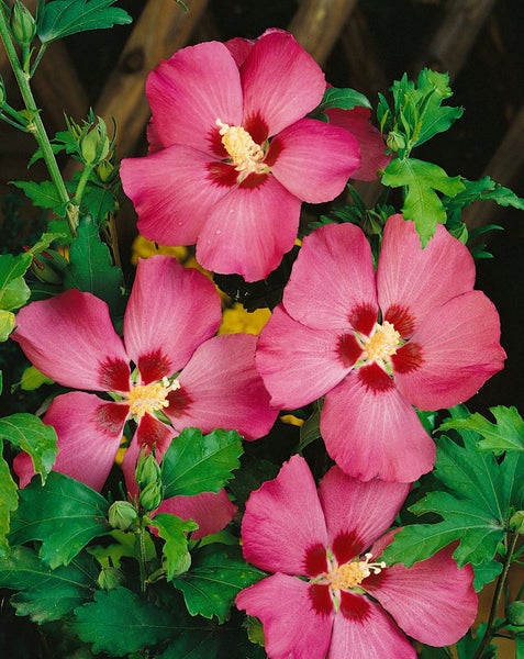 Hibiscus syriacus 'Woodbridge', Roseneibisch, rosa Blüten, 40–60 cm