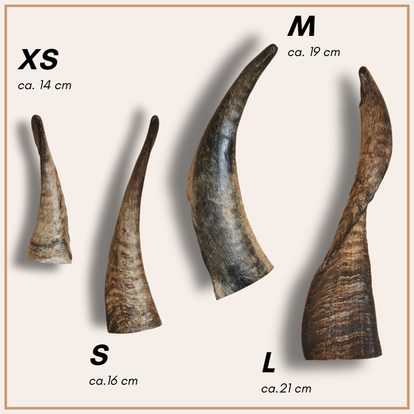 Verschieden grosse Hörner im Grössenvergleich