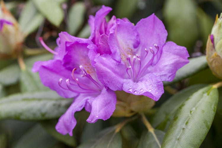 Rhododendron Hybr. 'Catawbiense Boursault', lila Blüten, 40–50 cm