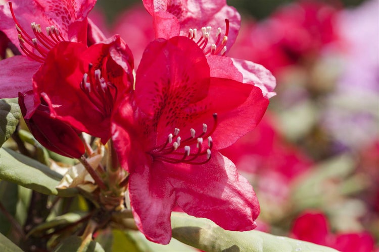 Rhododendron Hybr. 'Hachm. Feuerschein', leuchtend rot, 30–40 cm