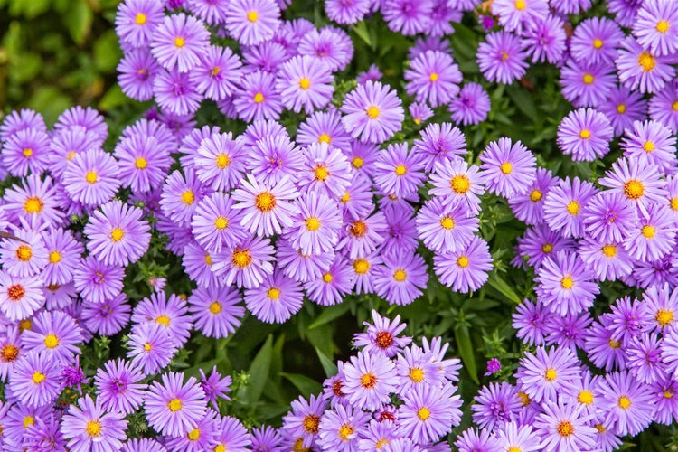 Aster dumosus 'Herbstpurzel', Kissen-Aster, purpur, ca. 9x9 cm Topf