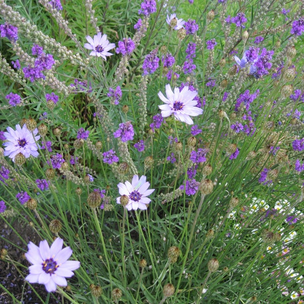 Nahaufnahme von violetten und lavendelfarbenen Blüten im Garten