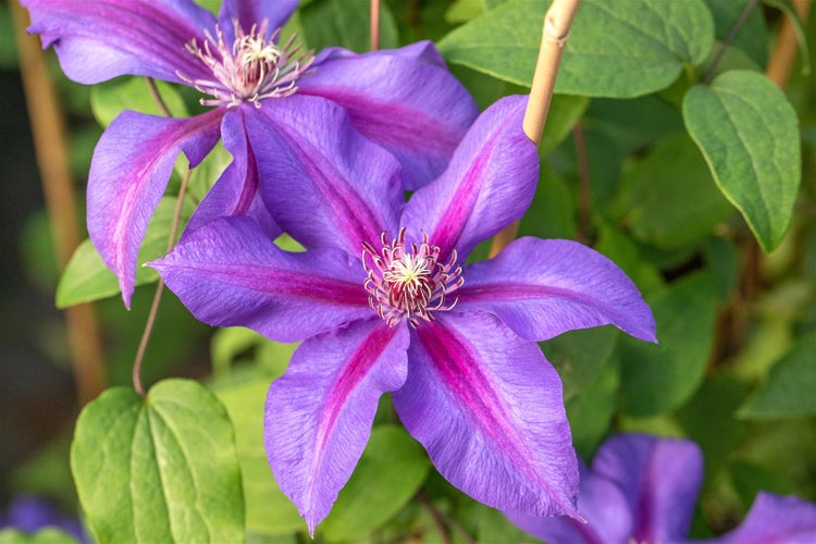 Clematis Hybride 'Mrs.N.Thompson', großblumig, 60–100 cm