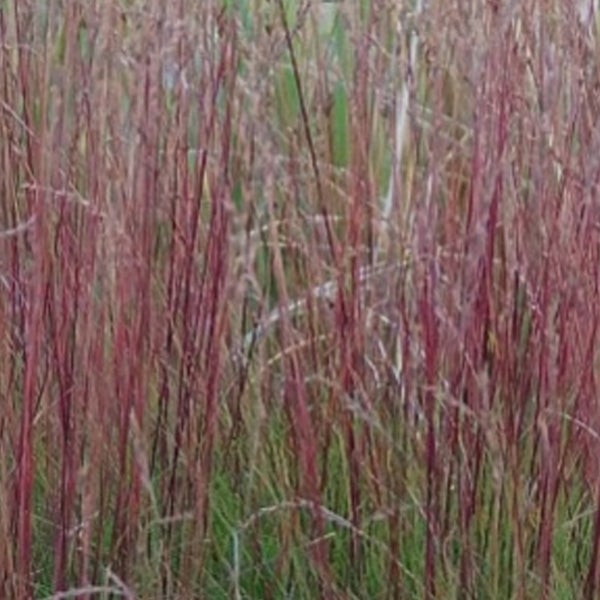 Detailaufnahme von Ziergras im Gartenbeet.