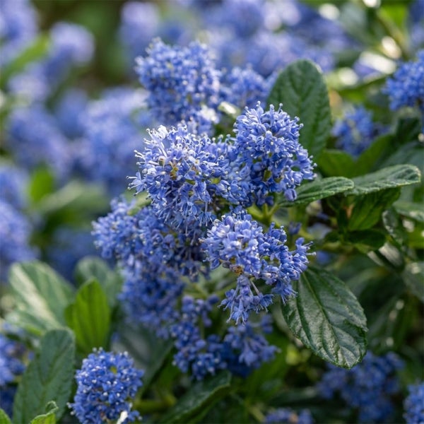 Säckelblume Ceanothus mit blauen Blüten und grünen Blättern.