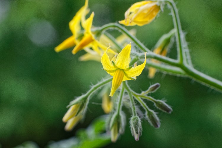 SAFLAX Garden in the bag - BIO - Tomate - Golden Queen - Solanum lycopersicum - 15 Samen - Mit Anzuchtsubstrat im praktischen, selbst aufstellenden Beutel