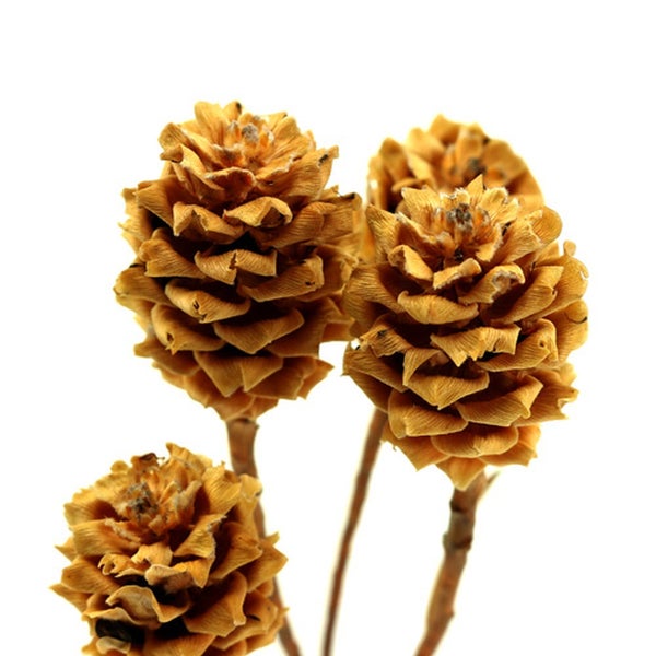 Dekorative Zapfen für Innenräume