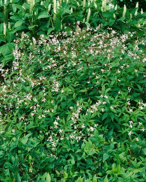 Gillenia trifoliata, Dreiblattspiere, ca. 9x9 cm Topf