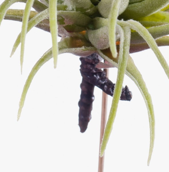 Drachenbaum Dracaena mit gestreiften grünen Blättern und einem verholzten Stamm.