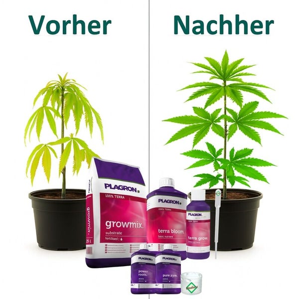 Vorher-Nachher-Vergleich einer Pflanze mit Plagron Growmix, Terra Bloom, Terra Grow, Power Roots und Pure Zym.