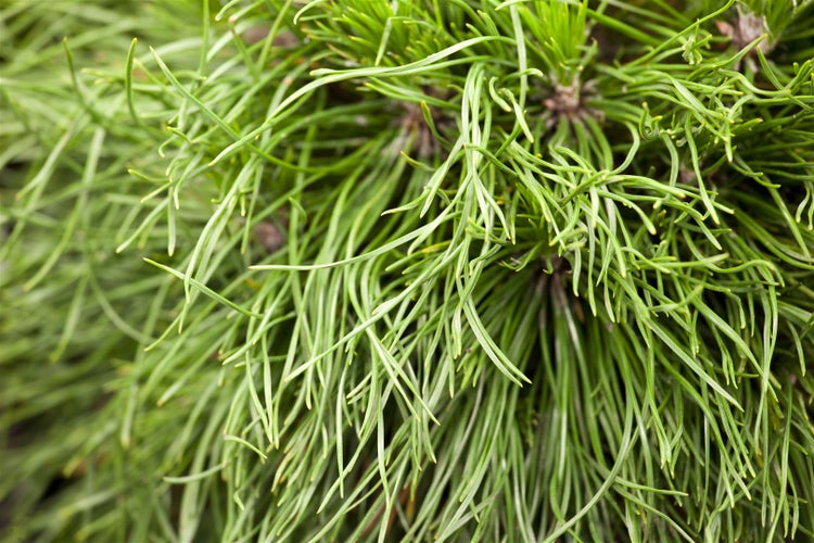 Pinus mugo 'Varella', Bergkiefer, kompakt, 20–25 cm