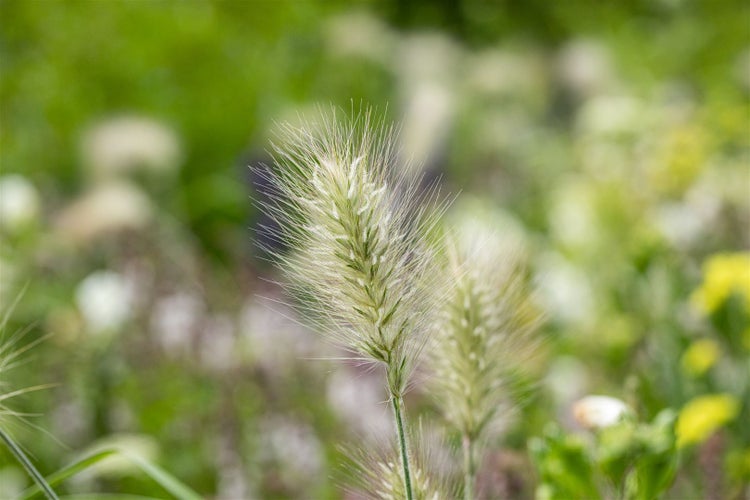 Nahaufnahme von Ziergras im Garten