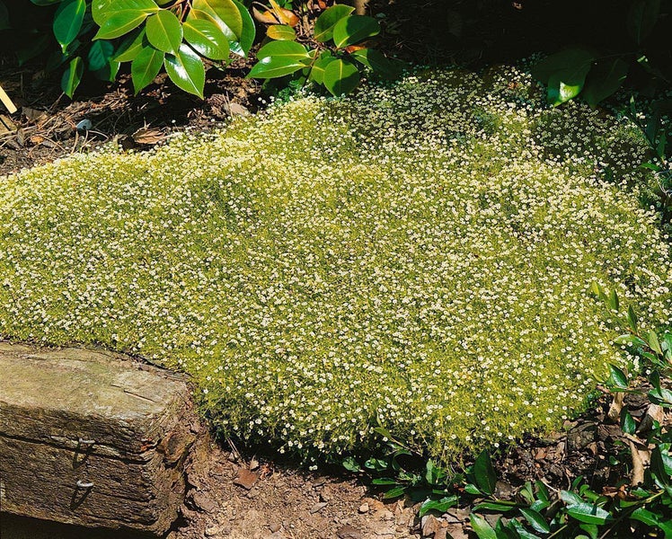Sternmoos Sagina subulata als flächendeckender Bodendecker mit zahlreichen kleinen weißen Blüten im Garten neben einem Holzbalken.