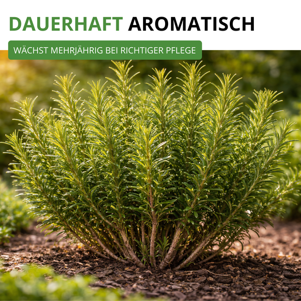 Rosmarinpflanze im Erdreich, mehrjährig wachsend und dauerhaft aromatisch bei richtiger Pflege.