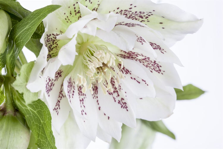 Helleborus orientalis, Lenzrose, cremeweiß, ca. 11x11 cm Topf