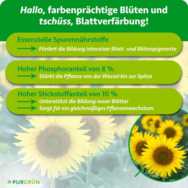 Purgrün Pflanzendünger für Sonnenblumen: 10 Prozent Stickstoff für Blattbildung, 8 Prozent Phosphor für Stabilität und Spurennährstoffe. Purgrün Logo.
