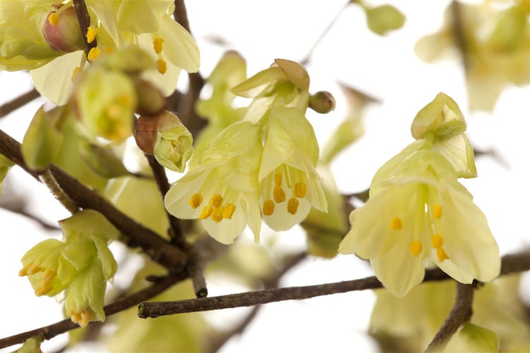 Corylopsis pauciflora, Scheinhasel, zartgelb, 40–60 cm