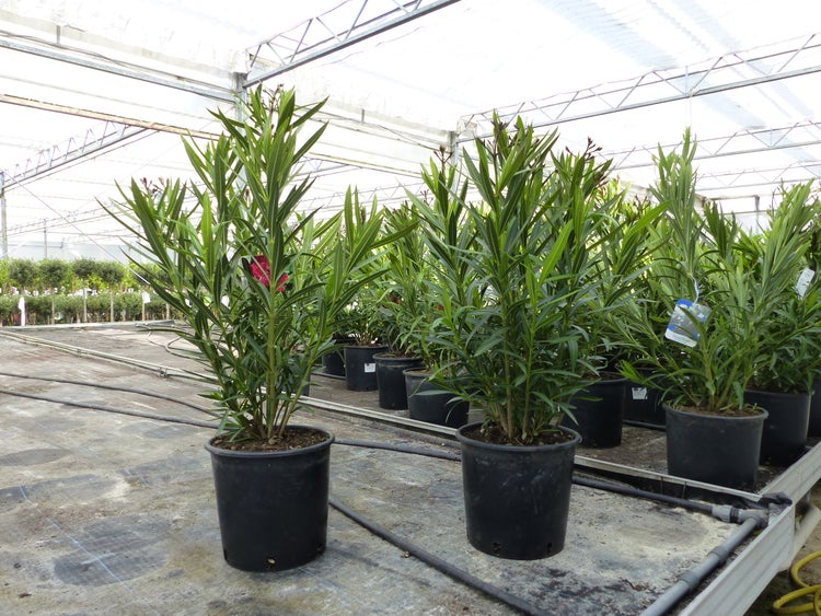 Oleander Pflanzen in schwarzen Töpfen in einem hellen Gewächshaus.