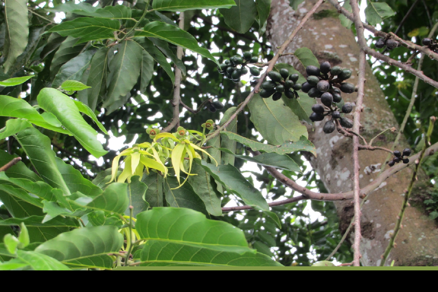 SAFLAX  - Parfumbaum / Ylang Ylang - Cananga odorata - 10 Samen