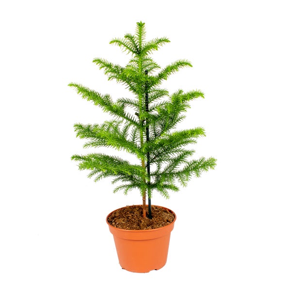 Affenbaum | Araukarien pro Stück - Zimmerpflanze im Aufzuchttopf cm17 cm - ↕60 cm