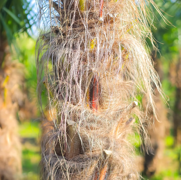 Palme ca.250cm - 270cm Trachycarpus Fortunei 120 cm Stamm Hanfpalme, winterharte Palme bis -19°C