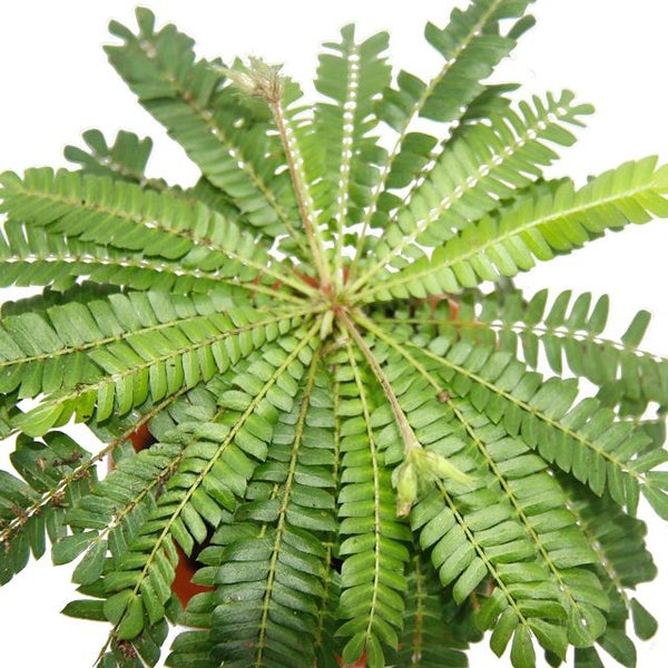 Biophytum sensitivum Südseepalme 9cm Tontopf Die Pflanze die sich bewegt Ideal für Kinder Mini-Palme