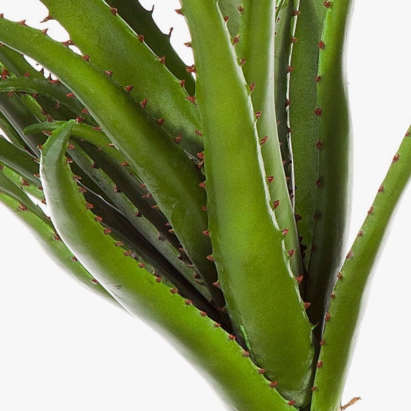 Grüne Aloe Pflanze mit zwei Stämmen im runden Topf mit Hydrokultur.