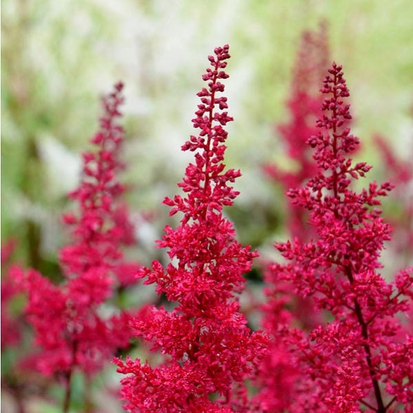 Astilbe-Blütenstand im Detail