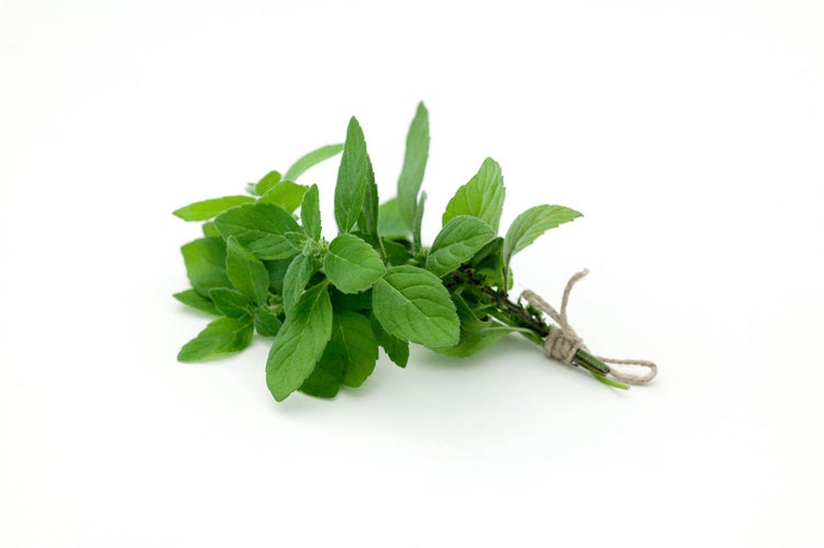 Mentha arvensis, Ackerminze, aromatisch, ca. 9x9 cm Topf